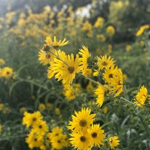 Meet your Posher, Eva